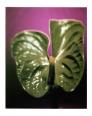 Blatt  polaroid, polaroid grossformat, photo by werner pawlok, unikat, fine art photography, art, kunst, fotografie, nature
