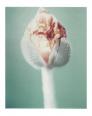 Blumen V Mohnblüte  polaroid, polaroid grossformat, photo by werner pawlok, unikat, fine art photography, art, kunst, fotografie, nature, flowers