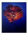 Blumen VI Mohnblüte  polaroid, polaroid grossformat, photo by werner pawlok, unikat, fine art photography, art, kunst, fotografie, flowers, nature