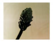 Hyacinth I  polaroid, polaroid grossformat, photo by werner pawlok, unikat, fine art photography, art, kunst, fotografie, flowers, nature