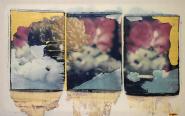 In between  polaroid, polaroid grossformat, photo by werner pawlok, unikat, fine art photography, art, kunst, fotografie, flowers, nature