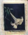 Lilie mit Ast  polaroid, polaroid grossformat, photo by werner pawlok, unikat, fine art photography, art, kunst, fotografie, flowers, nature
