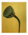 Mohnstengel  polaroid, polaroid grossformat, photo by werner pawlok, unikat, fine art photography, art, kunst, fotografie, flowers, nature