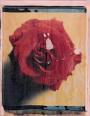 Rose III  polaroid, polaroid grossformat, photo by werner pawlok, unikat, fine art photography, art, kunst, fotografie, flowers, nature