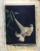 Lilie mit Ast polaroid, polaroid grossformat, photo by werner pawlok, unikat, fine art photography, art, kunst, fotografie, flowers, nature
