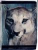 Puma I Polaroid 50x60; Werner Pawlok; Polaroid Fotografie; Crying Animals; Puma I;