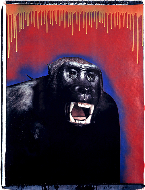 Gorilla I Polaroid 50x60; Werner Pawlok; Polaroid Fotografie; Crying Animals; Gorilla I;