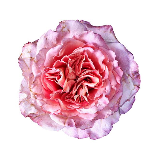 Pink Rose Werner Pawlok; Flowers;