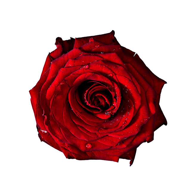 Red Rose Werner Pawlok; Flowers;