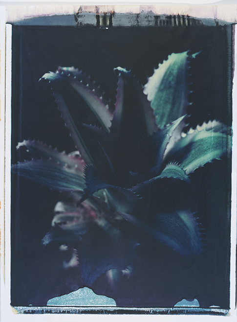 Kaktus II Kaktus II; Polaroid 50x60; Polaroid Transfers; Photo by Werner Pawlok; Unikat; 