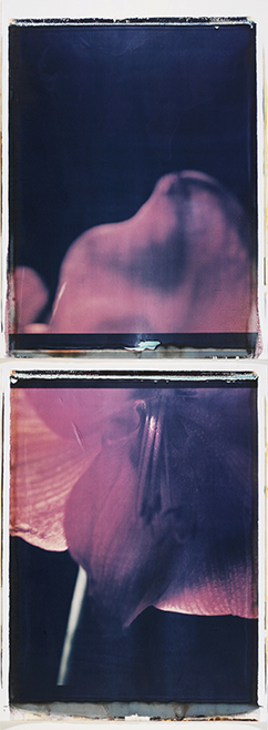 Rote Blume II Rote Blume II; Polaroid 50x60; Polaroid Transfers; Photo by Werner Pawlok; Unikat; 