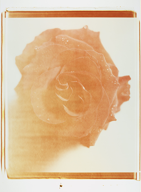 Zarte Rose IV Zarte Rose IV; Polaroid 50x60; Polaroid Transfers; Photo by Werner Pawlok; Unikat; 