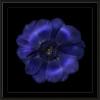 1996 anemone mit blumenstaub 