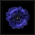 1996 anemone mit blumenstaub
