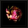 1997 Tulpe 2a