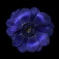 Anemone 3