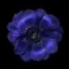Anemone 3 Werner Pawlok; Flowers;
