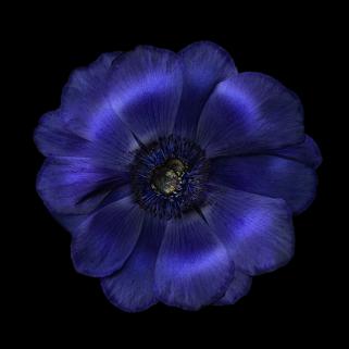 Anemone 3