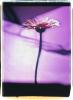 Blue Blue; Polaroid 50x60; Polaroid Transfers; Photo by Werner Pawlok; Unikat; 