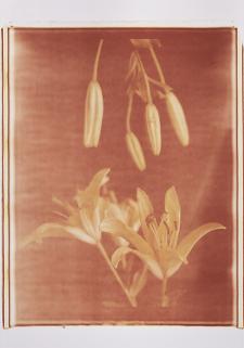 Blüte und Knospe III