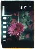 Blume mit Hintergrund III Blume mit Hintergrund III; Polaroid 50x60; Polaroid Transfers; Photo by Werner Pawlok; Unikat; 