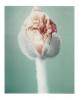 Blumen V Mohnblüte polaroid, polaroid grossformat, photo by werner pawlok, unikat, fine art photography, art, kunst, fotografie, nature, flowers