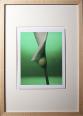 Blumen XI Blumenserie