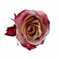 Dark Lavender Rose
