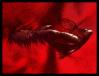 Die Hölle/Sechster Gesang Die Hoelle; Dantes Inferno; Divina Commedia; Dante Alighieri; Werner Pawlok;