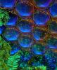 Eden Project I Greenhouses, Cathedrals for Plants, Werner Pawlok