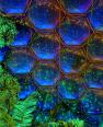 Eden Project I