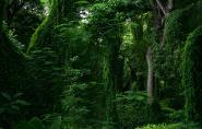 Forest in cuba III