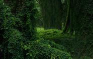 Forest in cuba II