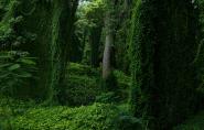 Forest in cuba I