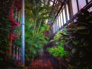 Glasgow Palmhouse III