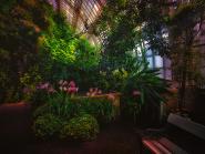 Großes Palmenhaus Schönbrunn XVIII 