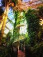 Großes Palmenhaus Schönbrunn XXII