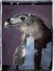 Harpyie I Polaroid 50x60; Werner Pawlok; Polaroid Fotografie; Crying Animals; Harpyie I;