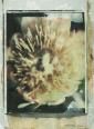 Igel