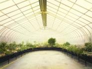Kibble Palace Glasgow VIII 