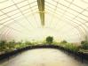 Kibble Palace Glasgow VIII  Greenhouses, Cathedrals for Plants, Werner Pawlok