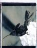 Kolibri I Polaroid 50x60; Werner Pawlok; Polaroid Fotografie; Crying Animals; Kolibri I;