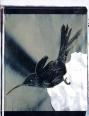 Kolibri I