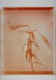 Lilien Tryptichon II(gruen)