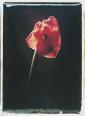 Mohn II