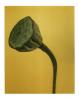 Mohnstengel polaroid, polaroid grossformat, photo by werner pawlok, unikat, fine art photography, art, kunst, fotografie, flowers, nature
