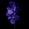 Orchidee Werner Pawlok; Flowers;