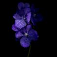 Orchidee