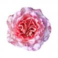 Pink Rose