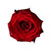 Red Rose Werner Pawlok; Flowers;